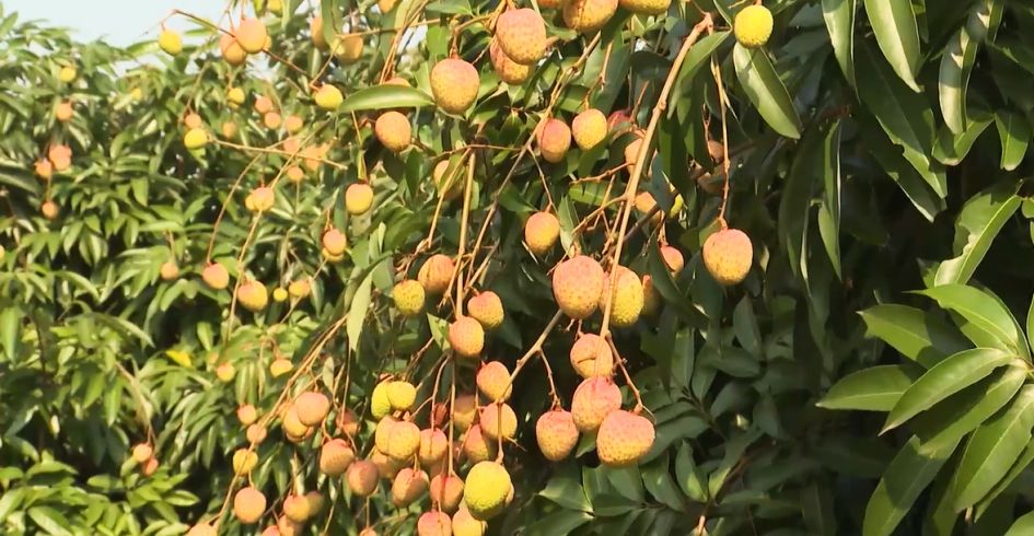 Bắc Giang: Xuất khẩu hơn 9,3 nghìn tấn vải thiều