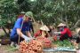 Chương trình du lịch: “Vải thiều Lục Ngạn - Tinh hoa trái cây Việt”