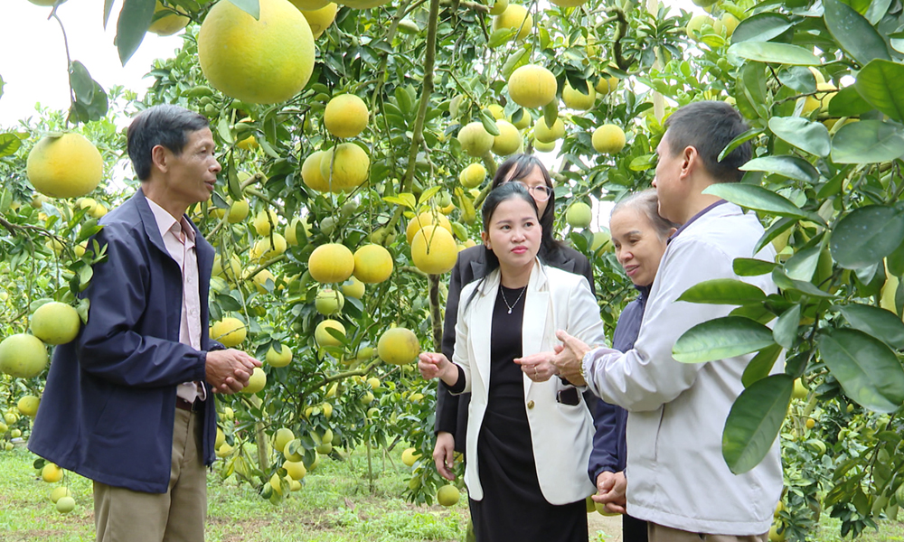Bắc Ninh: Nhộn nhịp mùa cam, bưởi