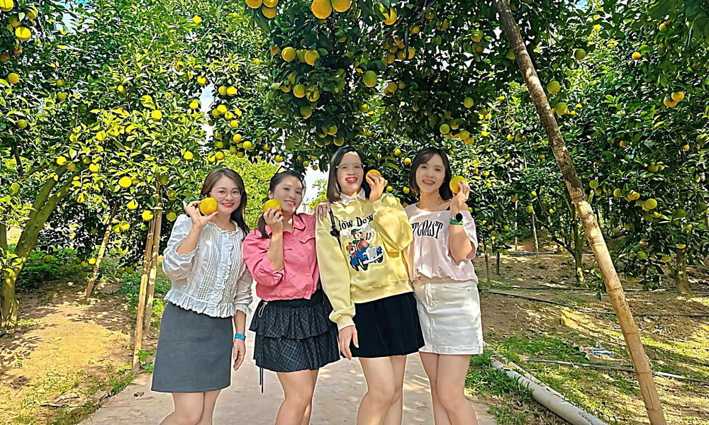 Vườn cam vào mùa trải nghiệm