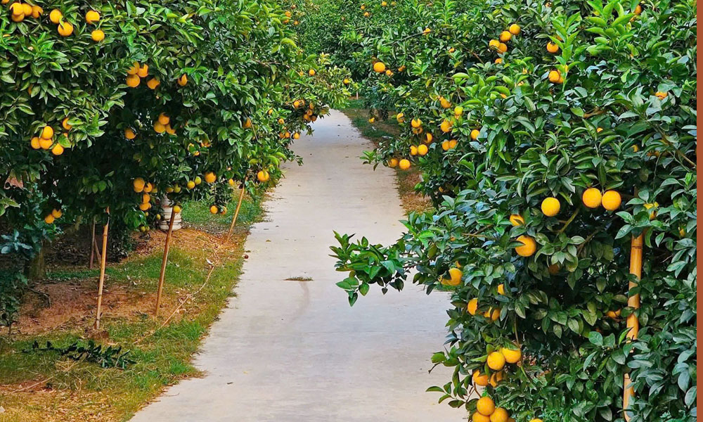 Mê mẩn vườn cam bạc tỷ ở Kiên Lao (Bắc Ninh)