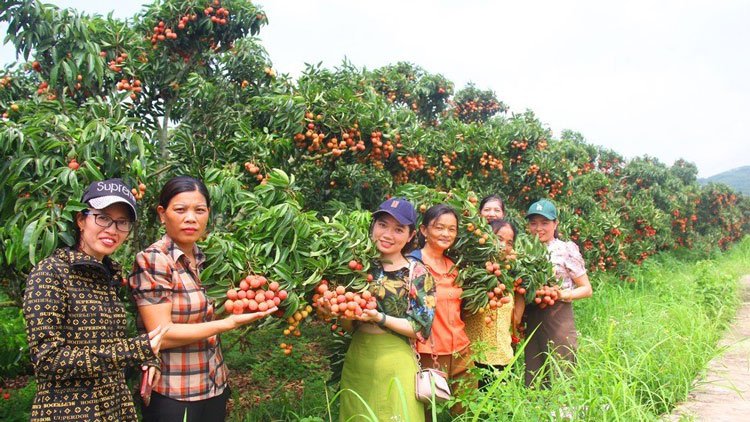 Mùa du lịch trên “vương quốc vải thiều”