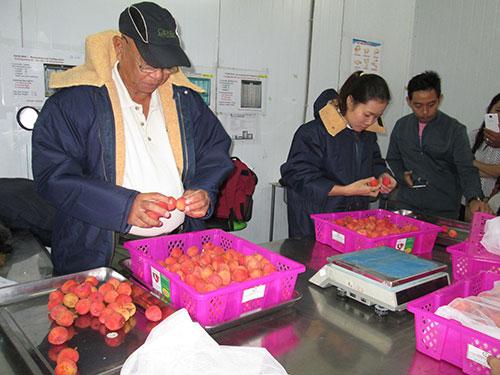Vải thiều, Bắc Giang, chính thức, đi Mỹ