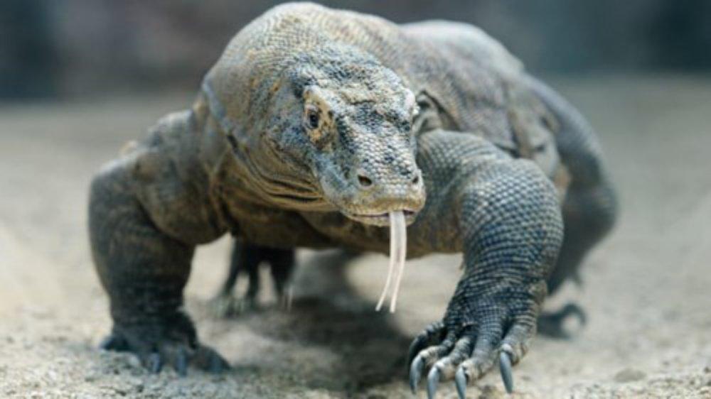 Những tuyến bay mới mở đã khiến vườn quốc gia Komodo trở nên dễ tiếp cận hơn đối với du khách từ khắp nơi trên thế giới. Tại đây, bạn sẽ tìm thấy rồng Komodo, loài thằn lằn lớn nhất trên thế giới. Những tuyến bay mới mở đã khiến vườn quốc gia Komodo trở nên dễ tiếp cận hơn đối với du khách từ khắp nơi trên thế giới. Tại đây, bạn sẽ tìm thấy rồng Komodo, loài thằn lằn lớn nhất trên thế giới.
