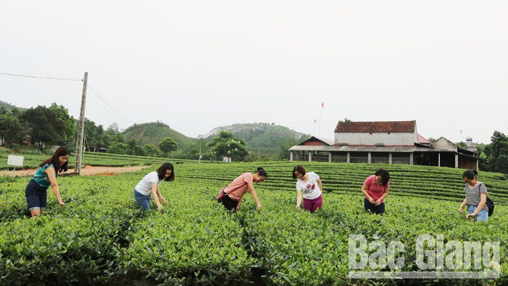 Du khách trải nghiệm hái chè tại bản Ven.