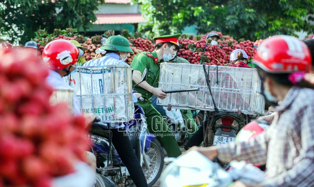 Công an giúp dân trong mùa vải bội thu. Ảnh: Nguyễn Kế