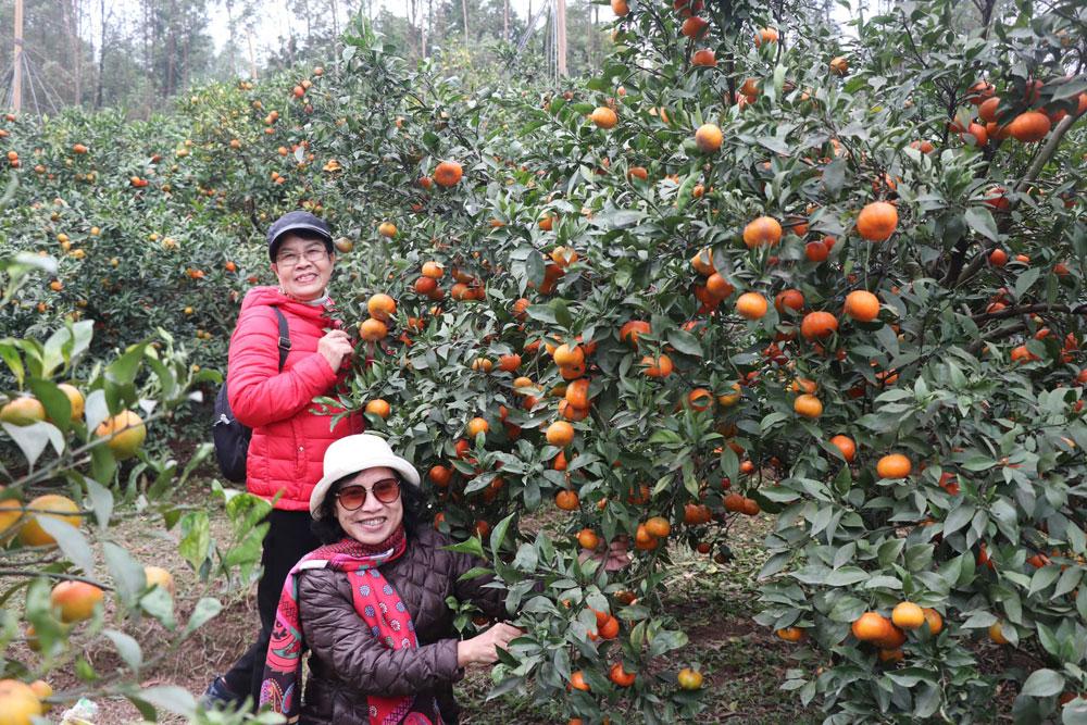 Đoàn khách TP Hà Nội tham quan, trải nghiệm tại HTX Sản xuất nông nghiệp và Thương mại du lịch Thanh Hải. 