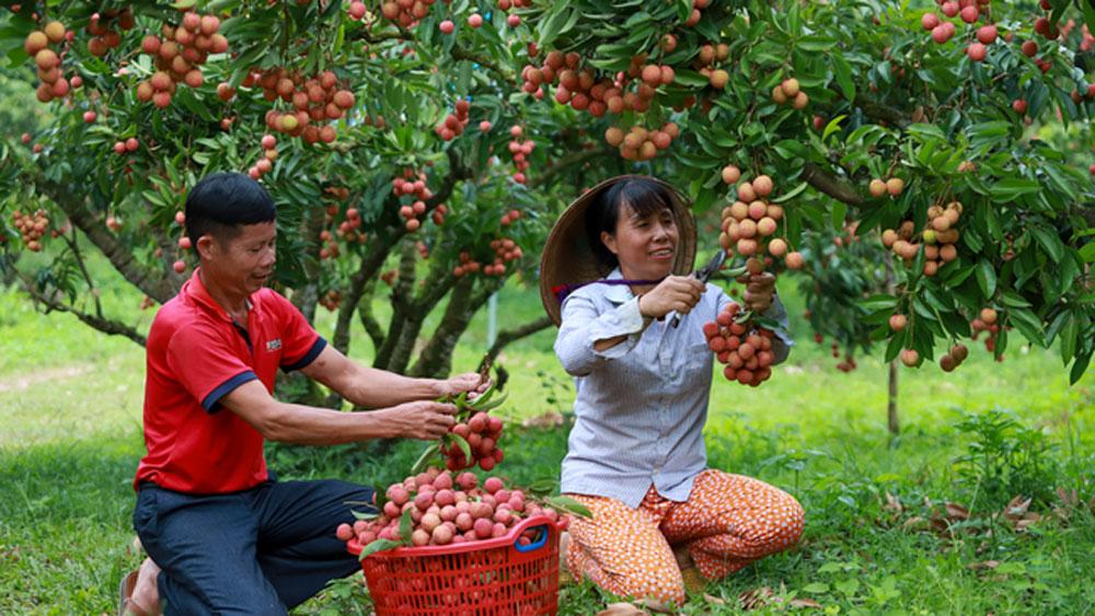 Nông dân xã Thanh Hải (Lục Ngạn, Bắc Giang) thu hoạch vải thiều vụ mùa năm 2022. 