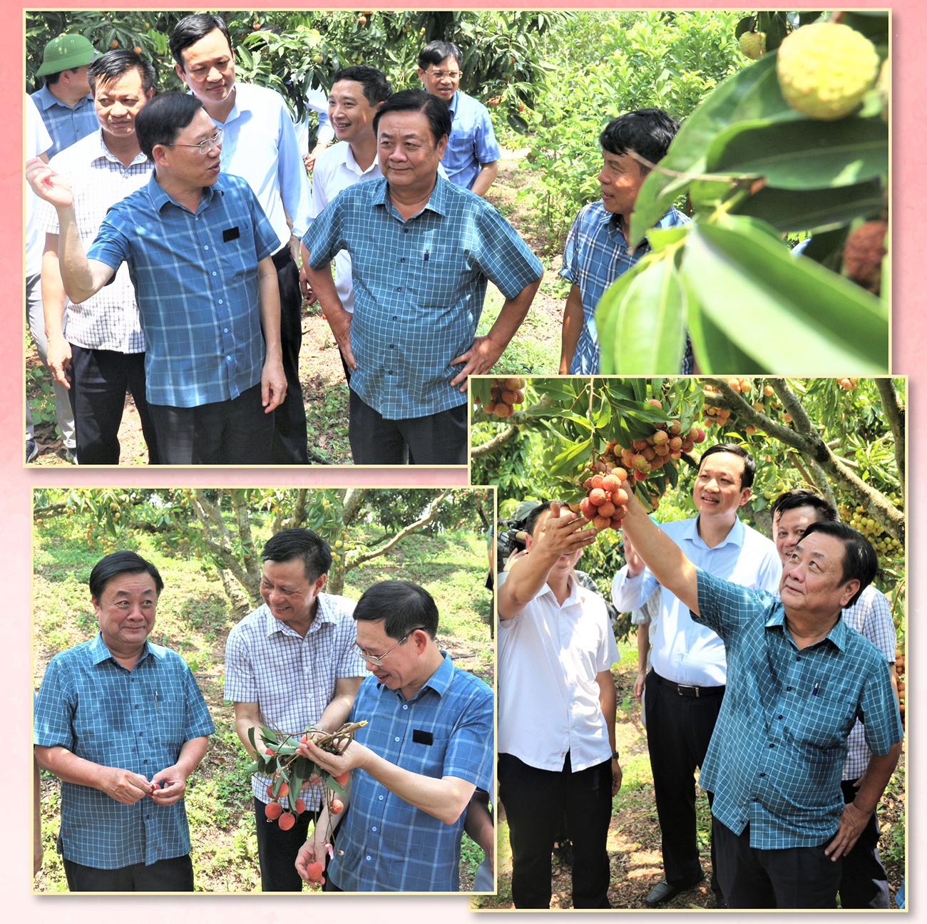 Cánh bướm Lục Ngạn, thương hiệu nông sản, Bắc Giang, nông sản Bắc Giang, Vải thiều Lục Ngạn, Vải thiều Bắc Giang