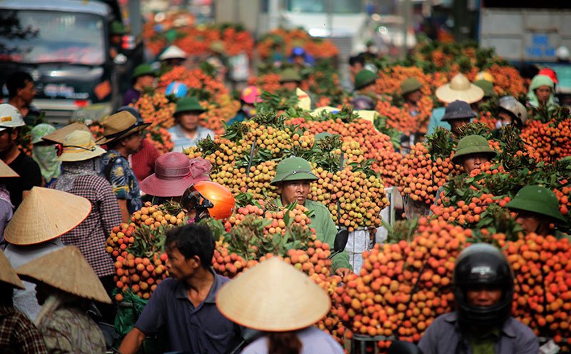 Du lịch Lục Ngạn mùa vải chín 